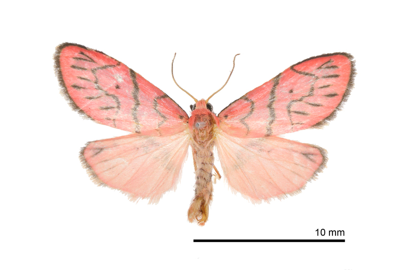 Asuridia inouei Male